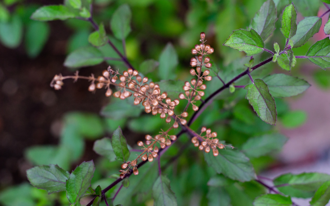 Benefits of Tulsi Plant