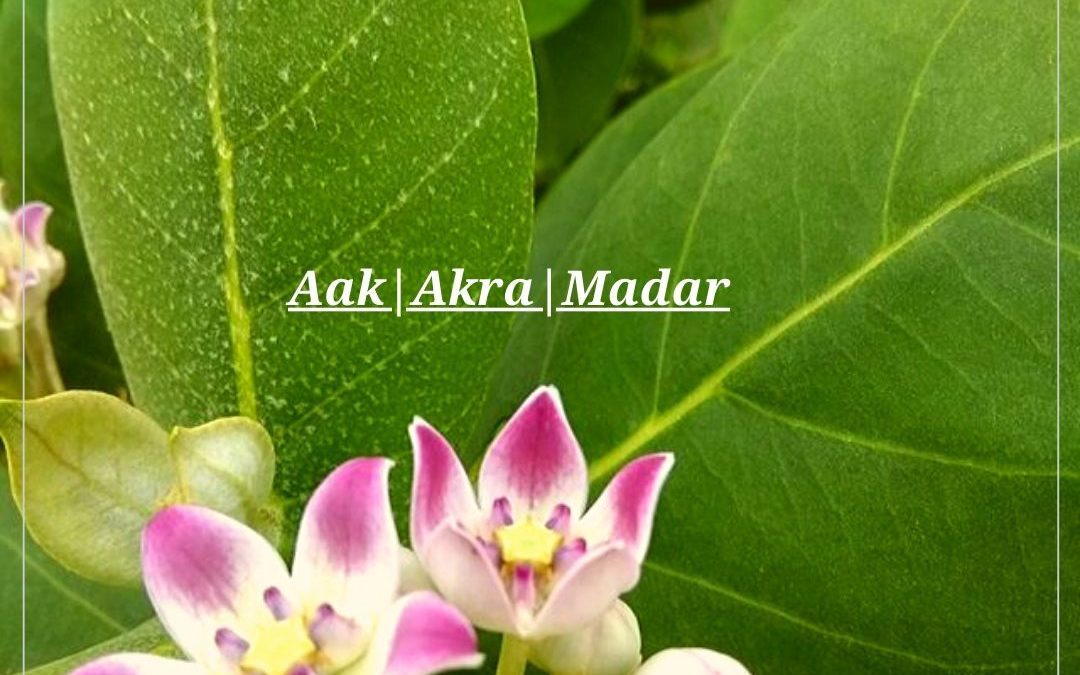 Aak | Madar | Akra – Indian Medicinal Plant